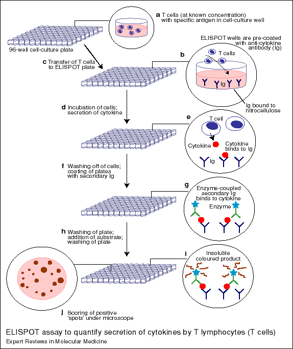 酶联斑点（Elispot）实验服务