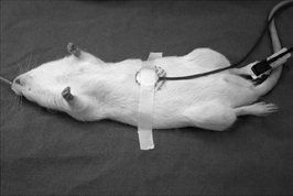 Gene&I-动物麻醉机,动物吸入麻醉，犬猴猫等中型动物吸入