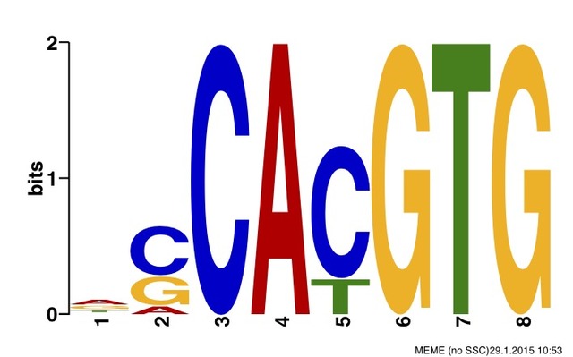 染色质免疫共沉淀 ChIP-Seq 技术服务