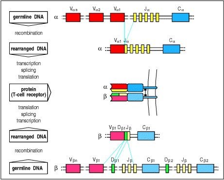 T细胞受体（TCR）免疫组库全长测序 TR-Seq