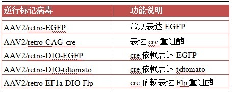 汉恒生物现隆重推出神经逆行示踪AAV-Retro腺相关病毒