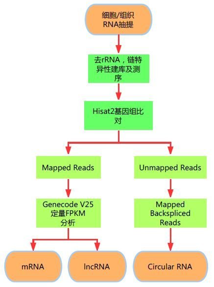 LongRNA-seq（mRNA,circRNA,lncrn