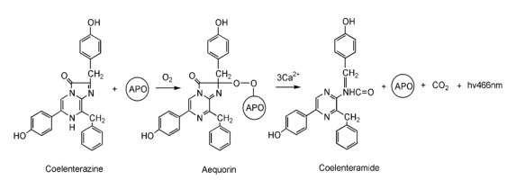 腔肠素n Coelenterazine n