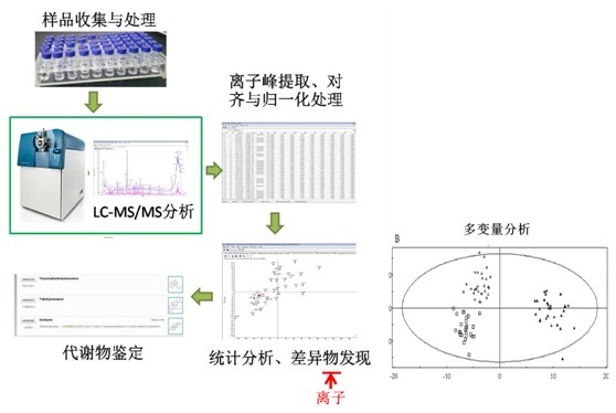 LC-MS/GC-MS/ NMR代谢组
