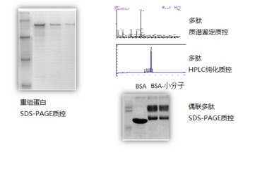 抗原制备（威斯腾生物-中关村生物医学研发检测共享平台！）