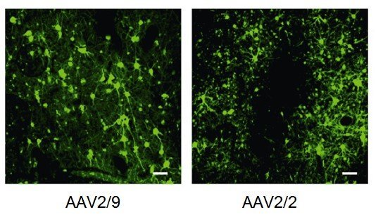 NHP病毒|非人灵长类动物|光遗传/NPHR