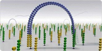T细胞受体（TCR）免疫组库全长测序 TR-Seq