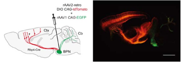 汉恒生物现隆重推出神经逆行示踪AAV-Retro腺相关病毒