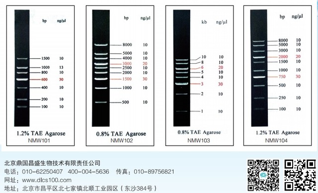 Q200bp DNA Marker（定量DNA Marker