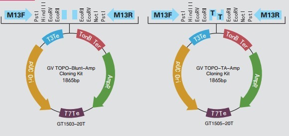 7折热卖  GV TOPO-Blunt-Amp Clonin