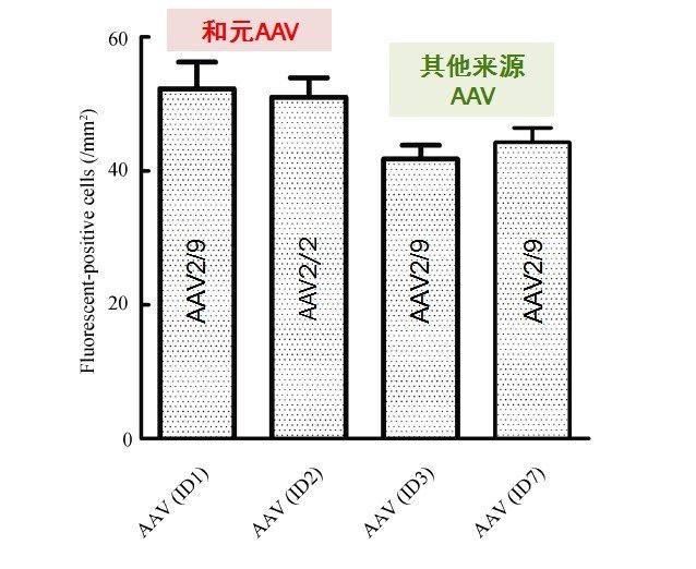 NHP病毒|非人灵长类动物|光遗传/NPHR