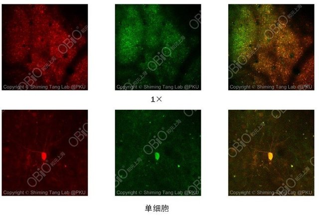 NHP病毒|非人灵长类动物|光遗传/NPHR