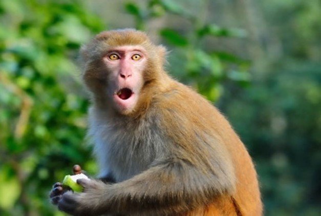 NHP病毒|非人灵长类动物|光遗传/NPHR