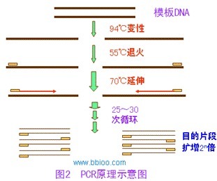 新型甲型H1N1流感病毒（IAV-H1N1）核酸检测试剂盒（