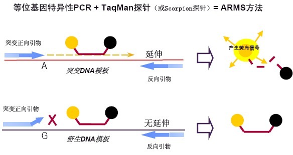 新型甲型H1N1流感病毒（IAV-H1N1）核酸检测试剂盒（