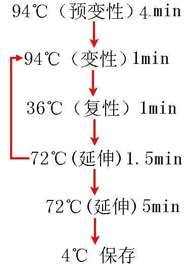 新型甲型H1N1流感病毒（IAV-H1N1）核酸检测试剂盒（