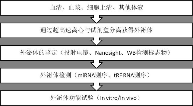 外泌体在临床疾病中的分子机制研究