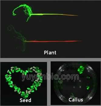 小动物皮下肿瘤测量仪