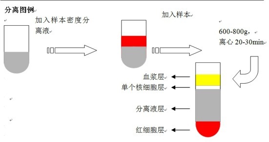 样本密度分离液（人外周血淋巴细胞分离液）内毒素小于0.015
