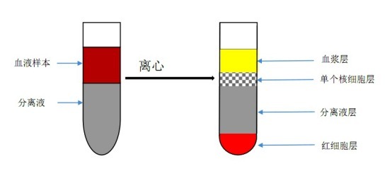 大鼠细胞分离液