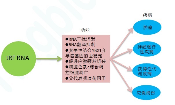 tRF RNA 相关研究