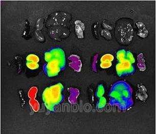 小动物皮下肿瘤测量仪