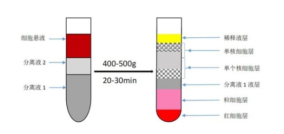 小鼠脏器组织单核细胞分离液试剂盒