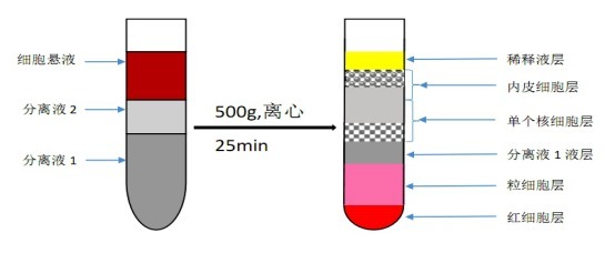 猪血管内皮细胞分离液试剂盒
