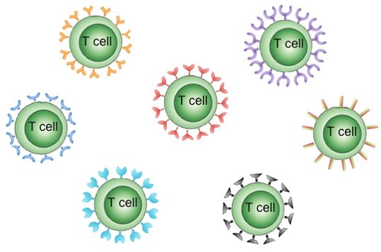 T细胞受体（TCR）免疫组库全长测序 TR-Seq