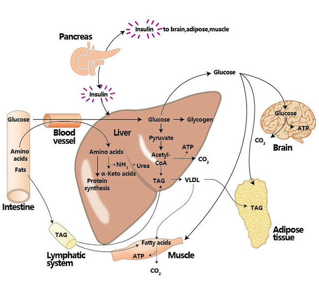 病毒在代谢研究中的应用