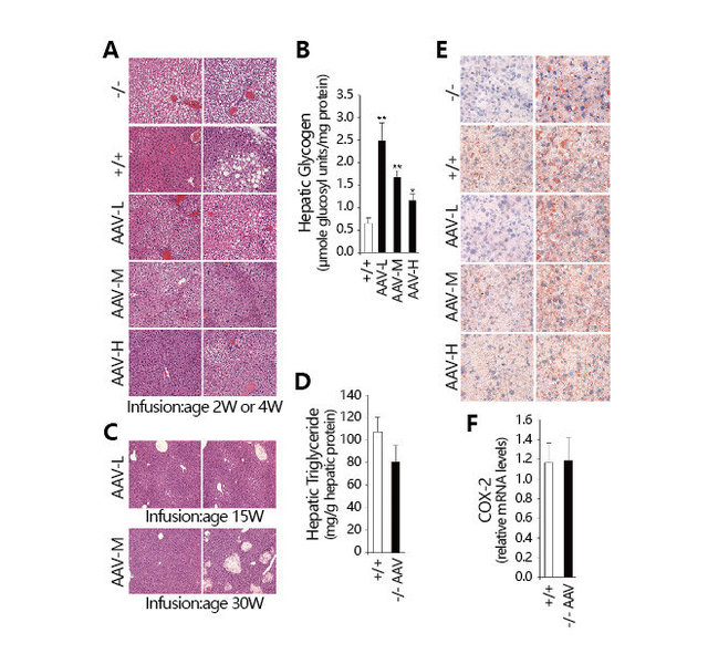 病毒在代谢研究中的应用