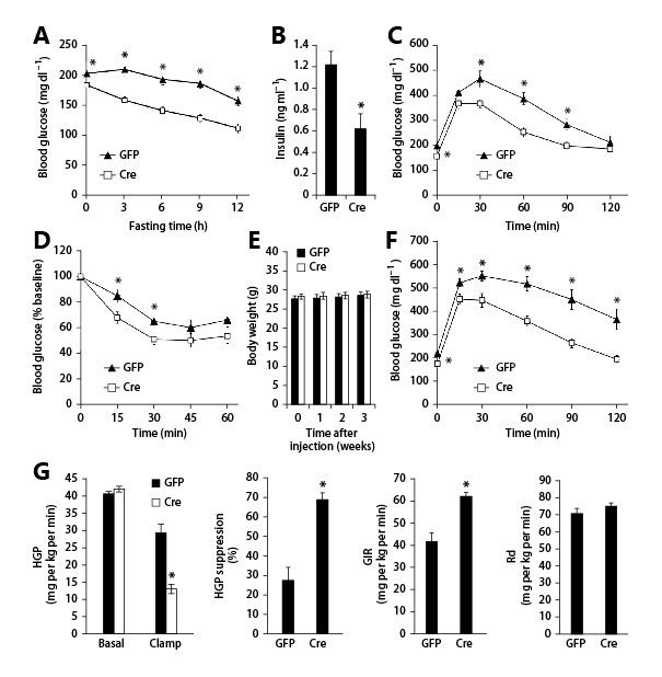 病毒在代谢研究中的应用