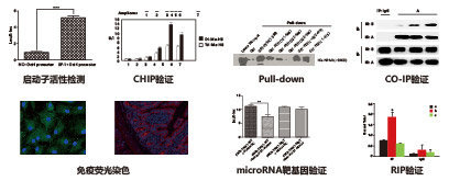 病毒在疾病研究中的应用