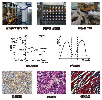 病毒在疾病研究中的应用