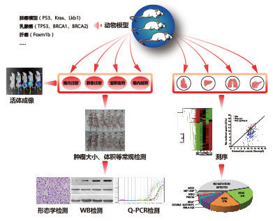 病毒在疾病研究中的应用