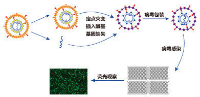 病毒在疾病研究中的应用