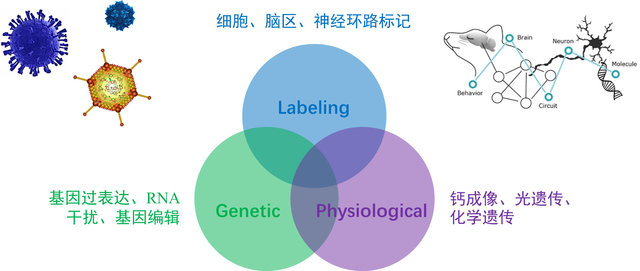图1 病毒载体