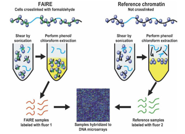 甲醛辅助分离调控元件技术(FAIRE-Seq)