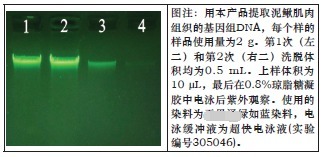 大提柱式动物DNAOUT