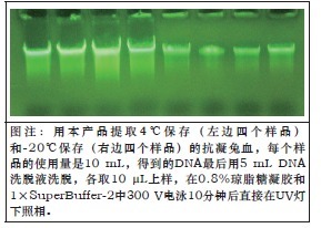 大提柱式血液DNAOUT