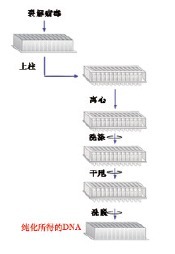 96孔板病毒DNAOUT（离心法）-96 Microwell