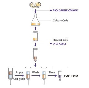 柱式BAC DNAOUT-Column BAC DNAOUT