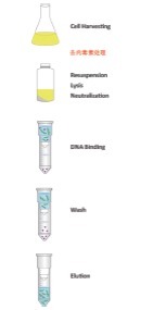 柱式无内毒素质粒DNAOUT-Column Endo-fre