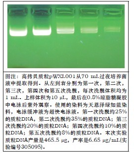 大提柱式质粒 DNAOUT