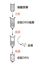 一步法质粒 DNAOUT 2.0-One-Step Plas