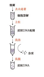 一步法无内毒素质粒DNAOUT-One-Step Endo-