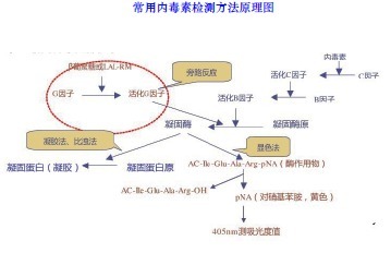 凝胶法内毒素半定量试剂盒