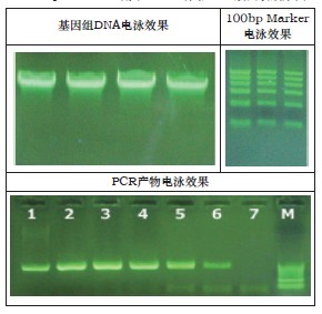 超快核酸电泳液干粉
