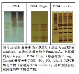 超快核酸银染试剂盒-Rapid Silver Stain f