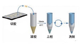 柱式DNA胶回收试剂盒